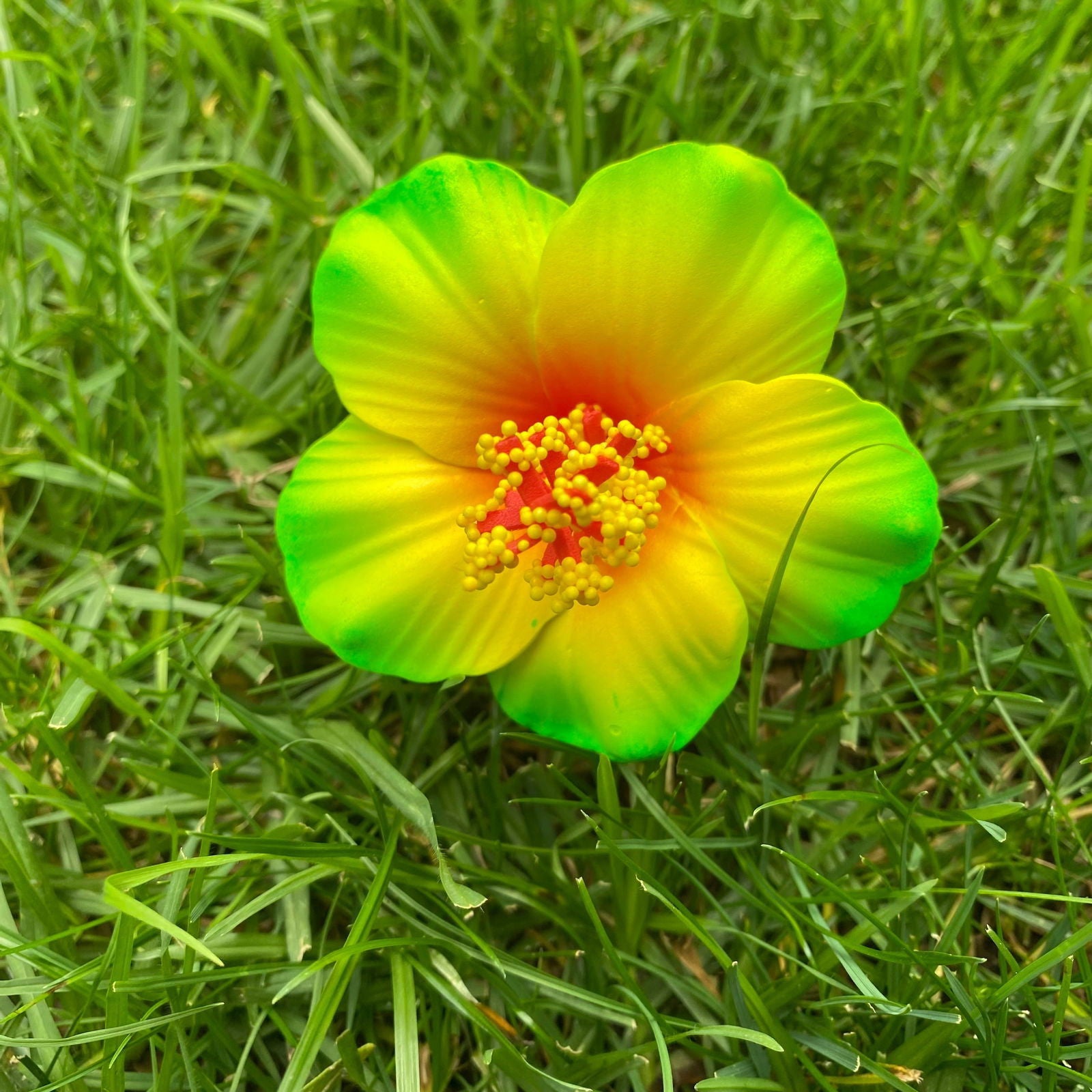 Medium Hibiscus Sei Polynesian Flowers 8cm Pollen - Island Aesthetica