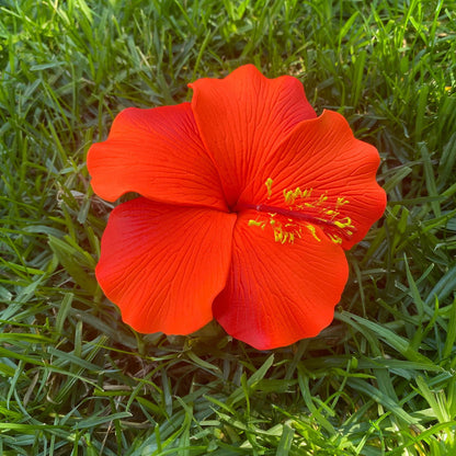 Millilani Large Hibiscus Sei Aute Hair Foam Flowers 9cm Pacifika - Island Aesthetica