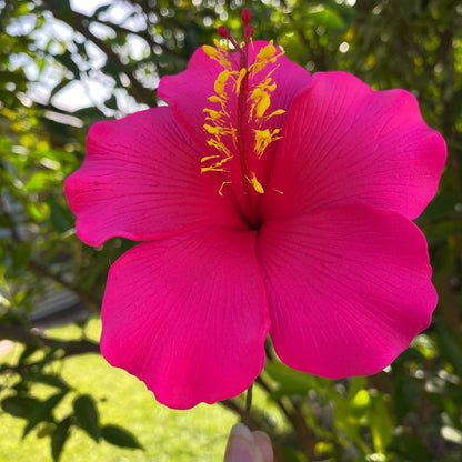 Millilani Large Hibiscus Sei Aute Hair Foam Flowers 9cm Pacifika - Island Aesthetica