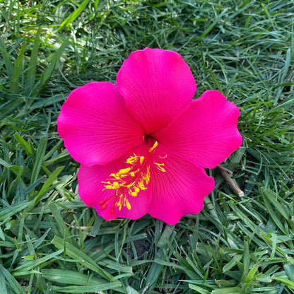 Millilani Large Hibiscus Sei Aute Hair Foam Flowers 9cm Pacifika - Island Aesthetica