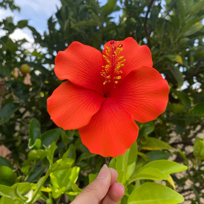 Millilani Large Hibiscus Sei Aute Hair Foam Flowers 9cm Pacifika - Island Aesthetica