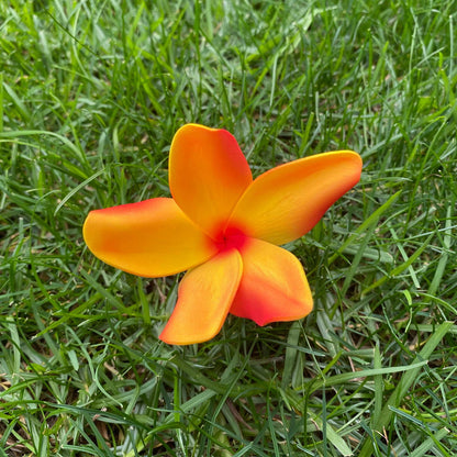 Natural Frangipani Polynesian Sei Foam Tropical Hair Flowers Large 9cm - Island Aesthetica