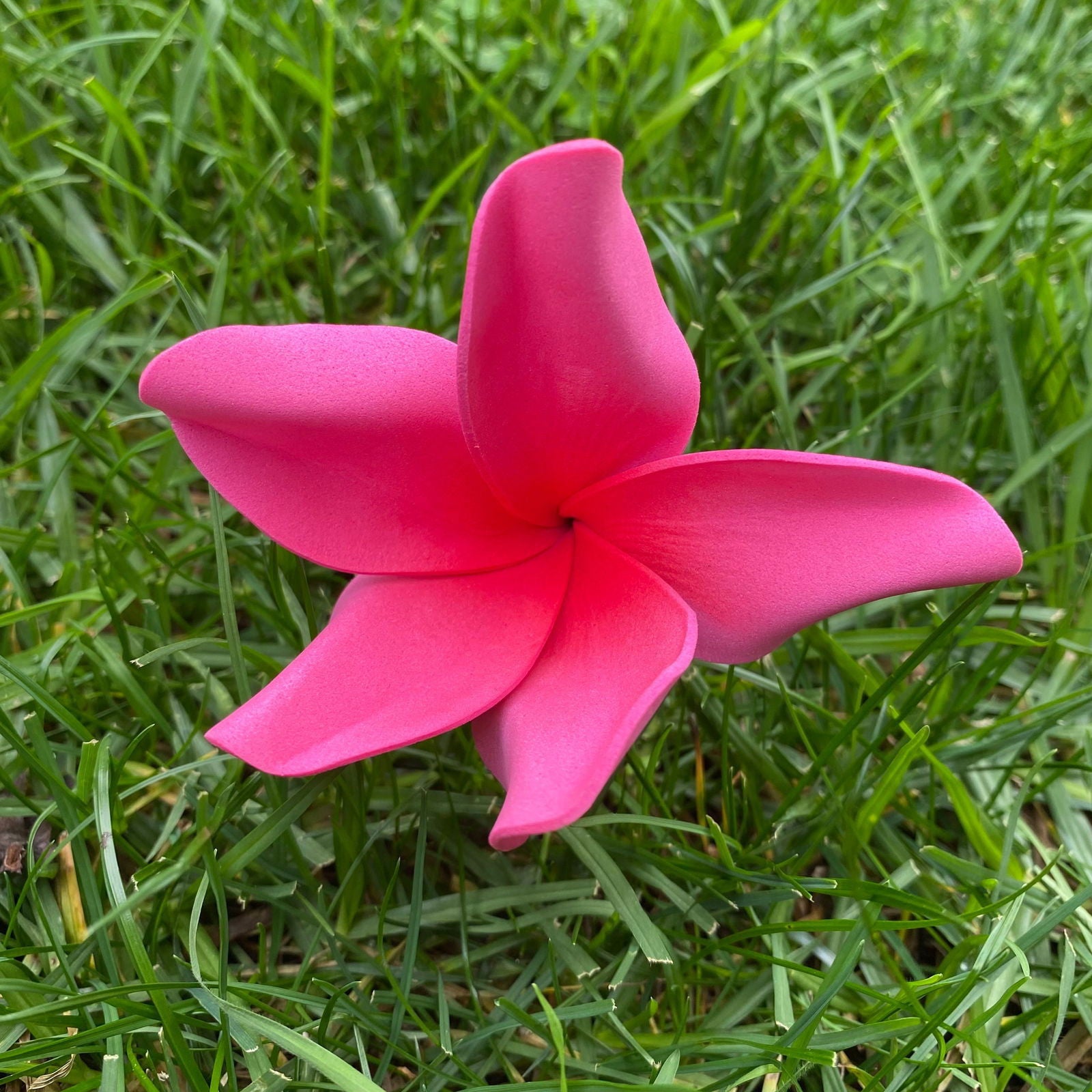 Natural Frangipani Polynesian Sei Foam Tropical Hair Flowers Large 9cm - Island Aesthetica