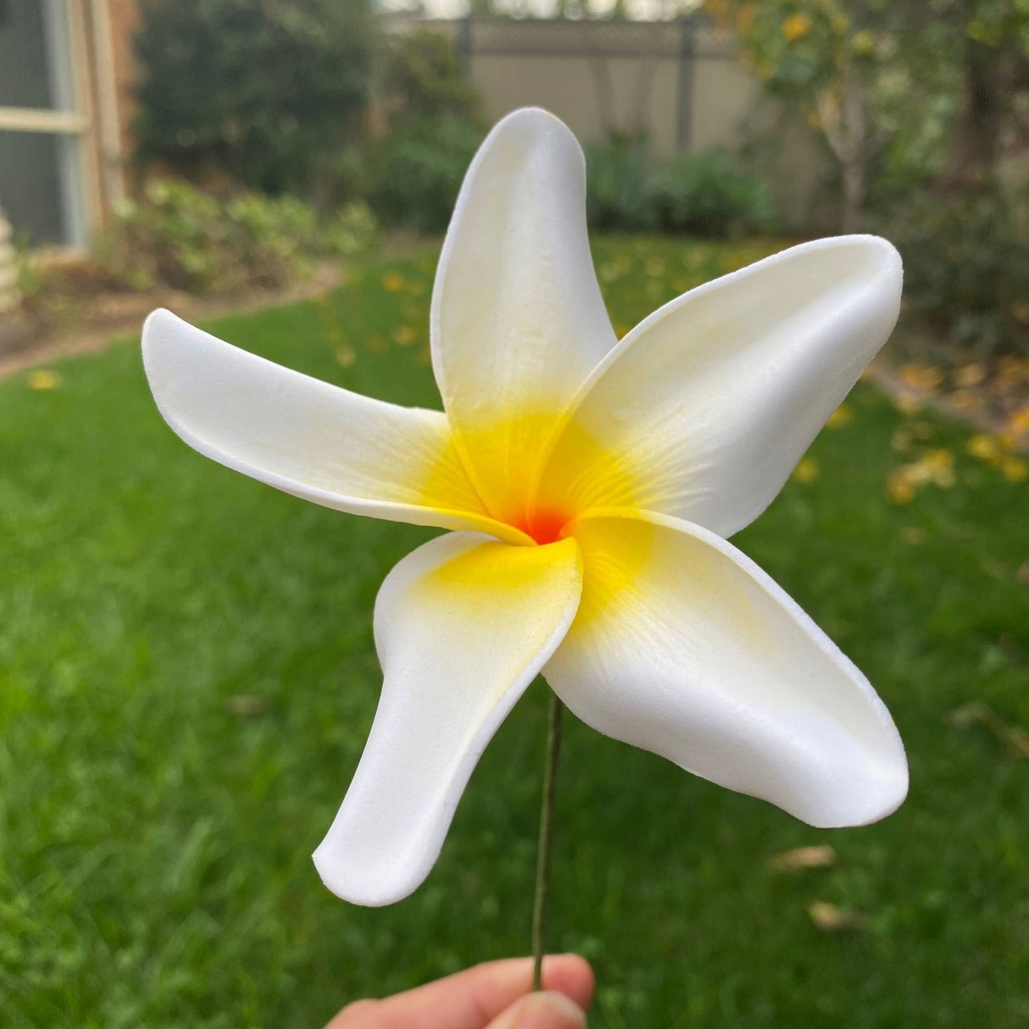 Natural Frangipani Polynesian Sei Foam Tropical Hair Flowers Large 9cm - Island Aesthetica