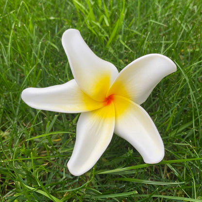 Natural Frangipani Polynesian Sei Foam Tropical Hair Flowers Large 9cm - Island Aesthetica