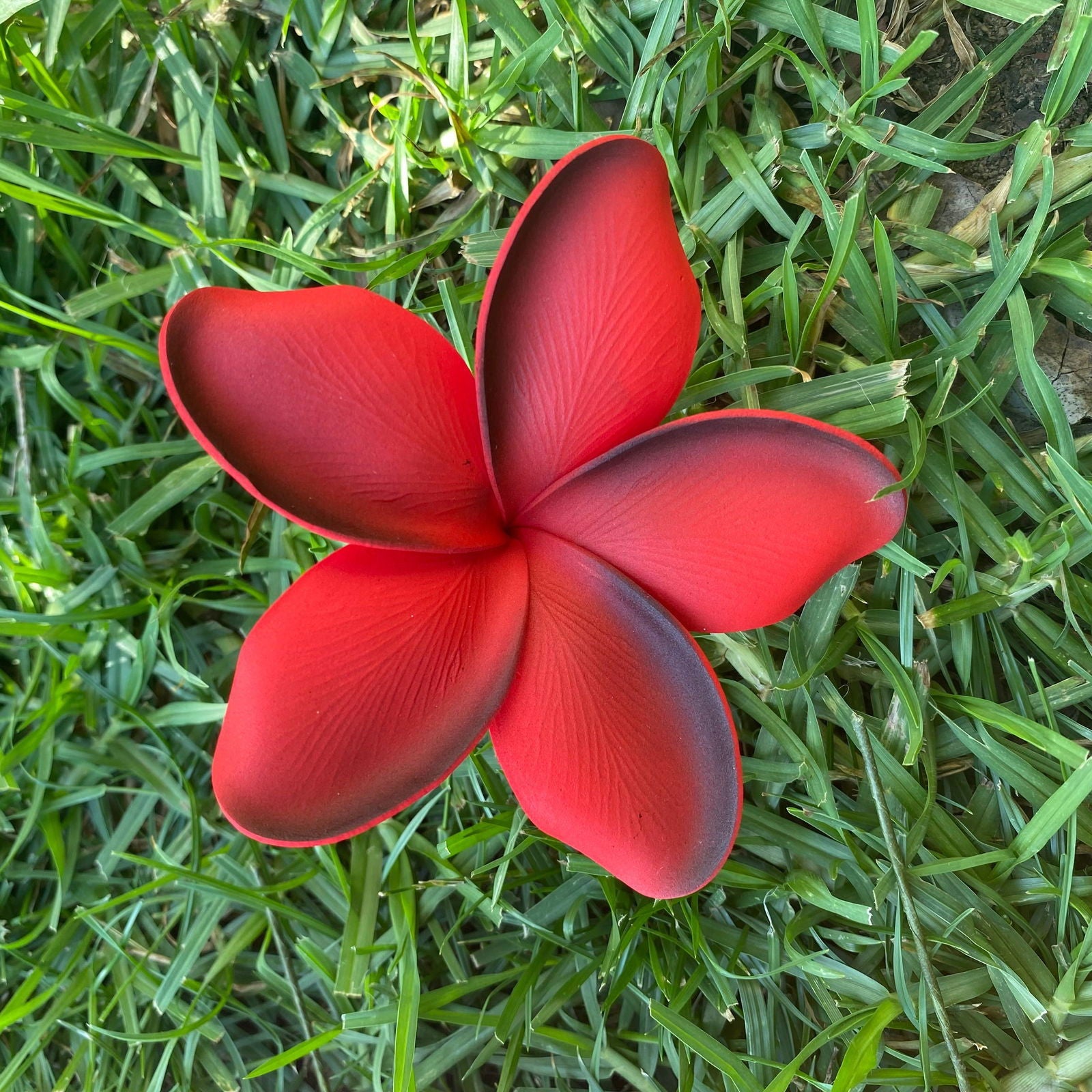 Noalofa Large Frangipani Sei Hair Flowers 11cm Tekiteki Pacific Islander Womens Accessories - Island Aesthetica