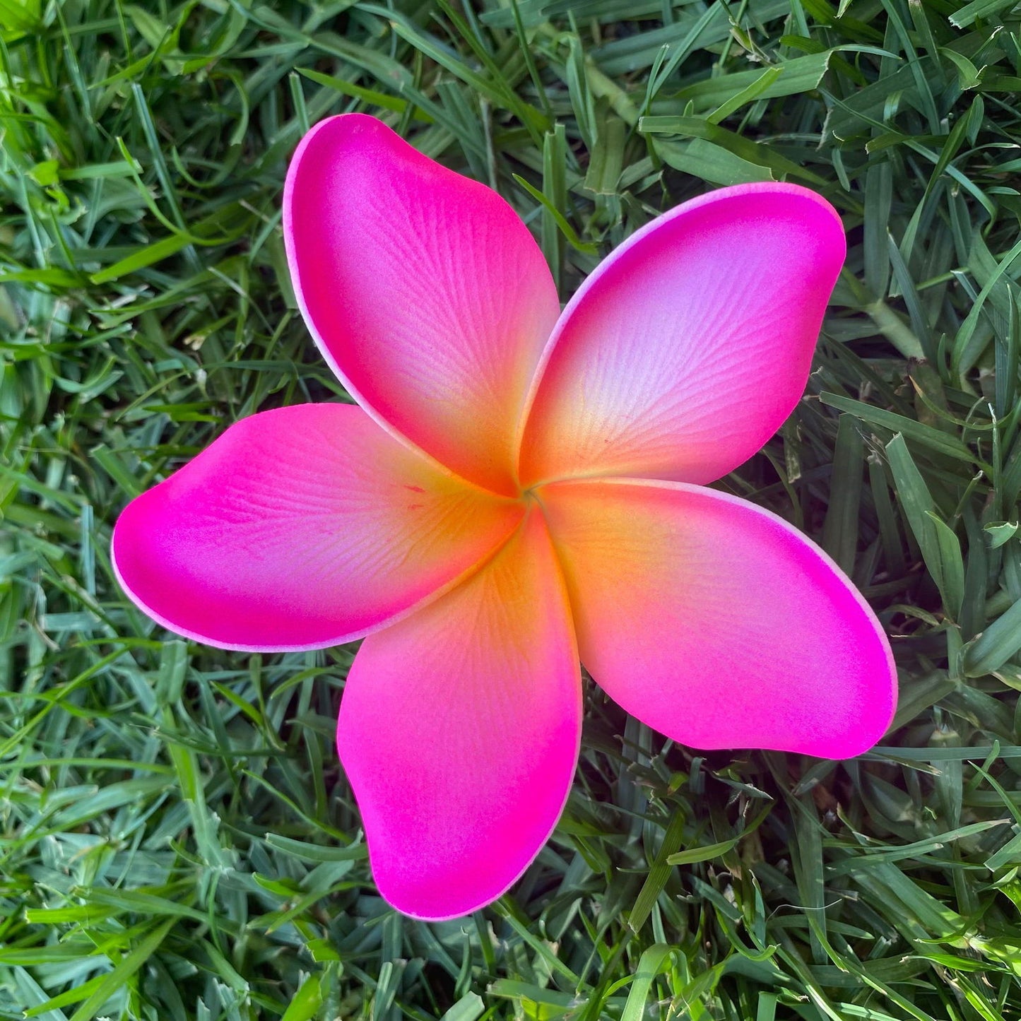 Noalofa Large Frangipani Sei Hair Flowers 11cm Tekiteki Pacific Islander Womens Accessories - Island Aesthetica