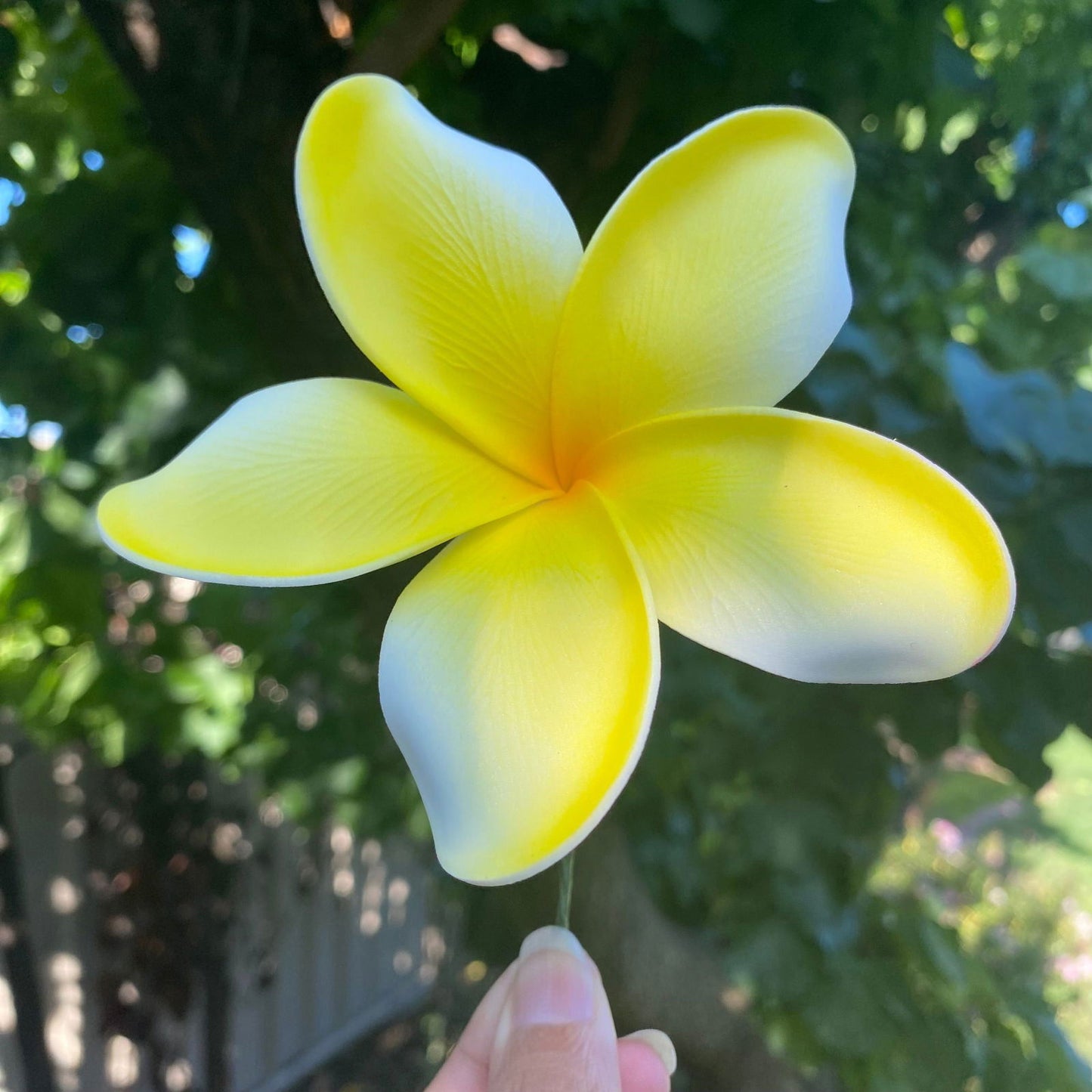 Noalofa Large Frangipani Sei Hair Flowers 11cm Tekiteki Pacific Islander Womens Accessories - Island Aesthetica