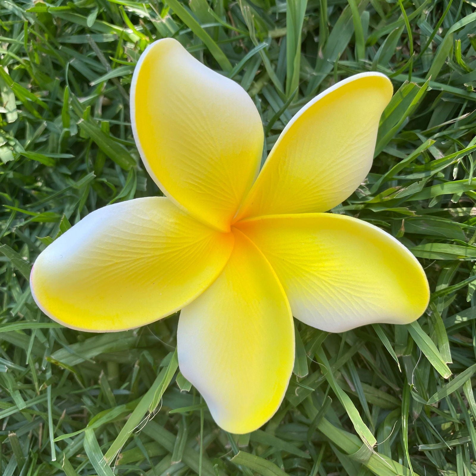 Noalofa Large Frangipani Sei Hair Flowers 11cm Tekiteki Pacific Islander Womens Accessories - Island Aesthetica