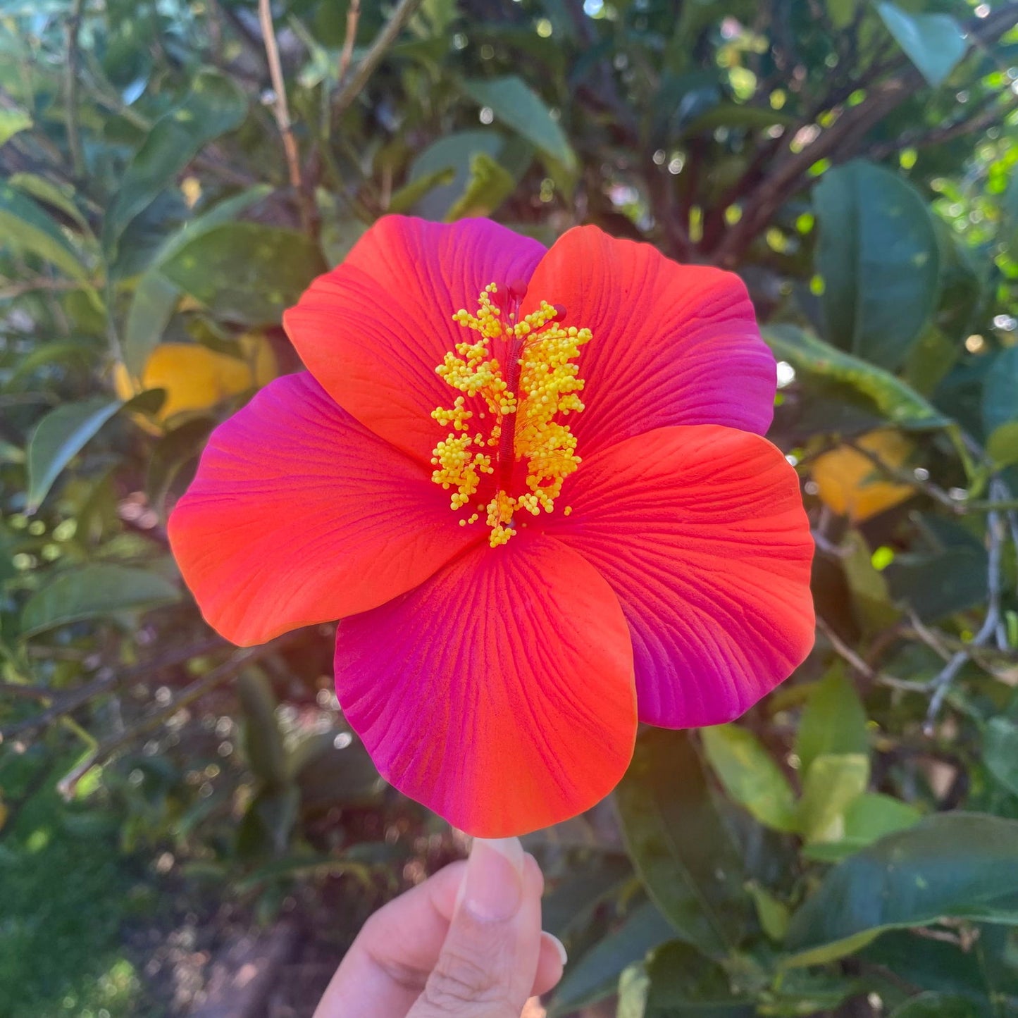 Oriana XL Gradient Hibiscus Polynesian Sei Hair Flowers 11cm - Island Aesthetica