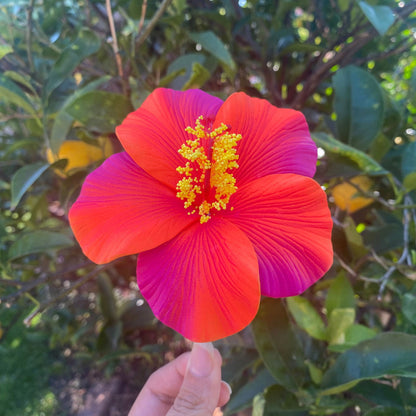 Oriana XL Gradient Hibiscus Polynesian Sei Hair Flowers 11cm - Island Aesthetica