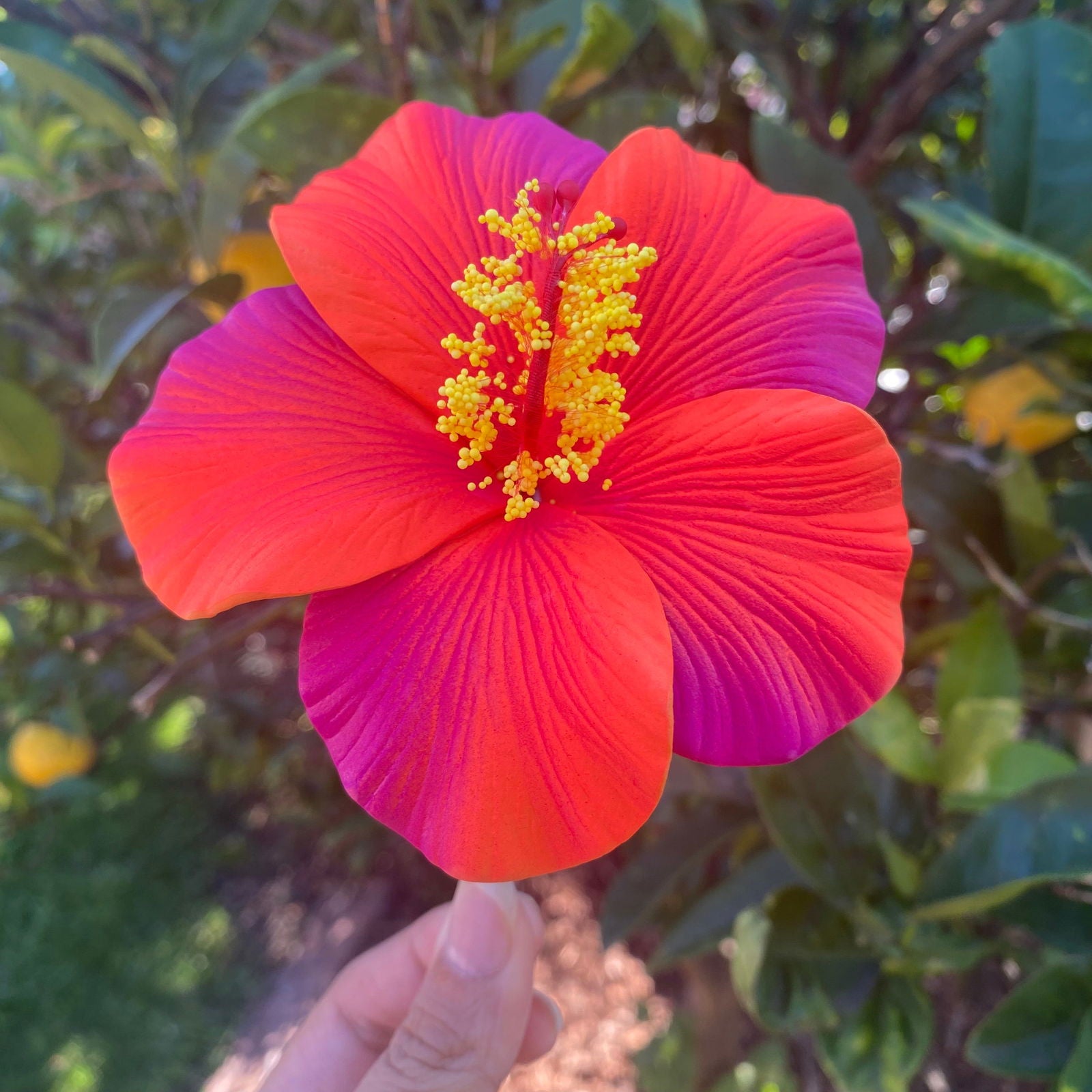 Oriana XL Gradient Hibiscus Polynesian Sei Hair Flowers 11cm - Island Aesthetica