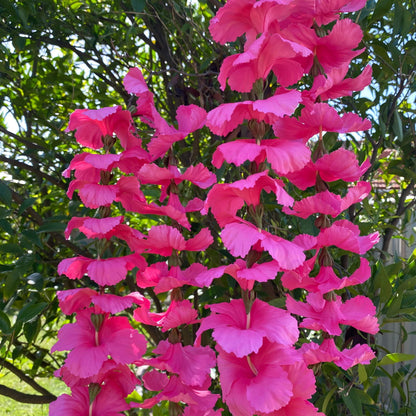 Premium Pink Hibiscus Lei 30cm Hawaiian Luau - Island Aesthetica