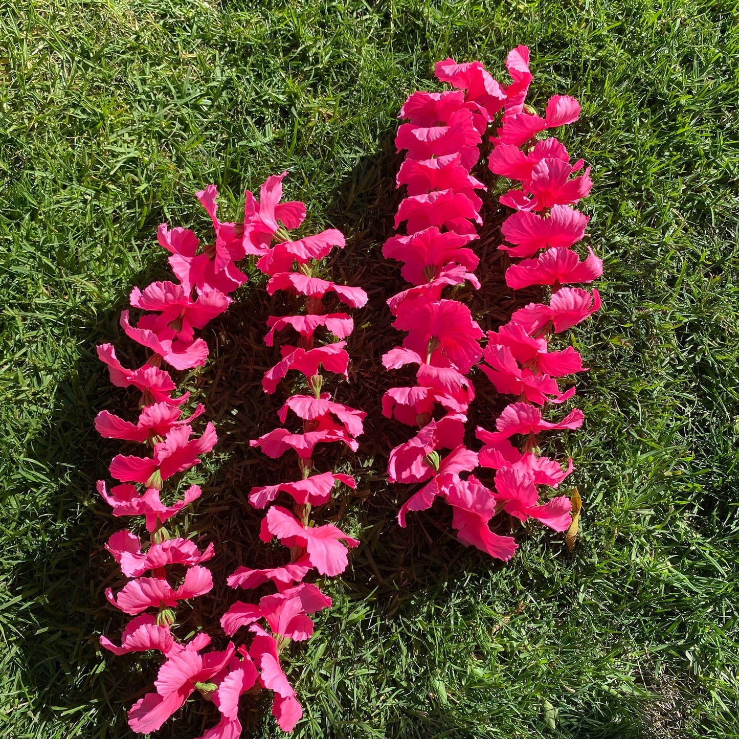 Premium Pink Hibiscus Lei 30cm Hawaiian Luau - Island Aesthetica