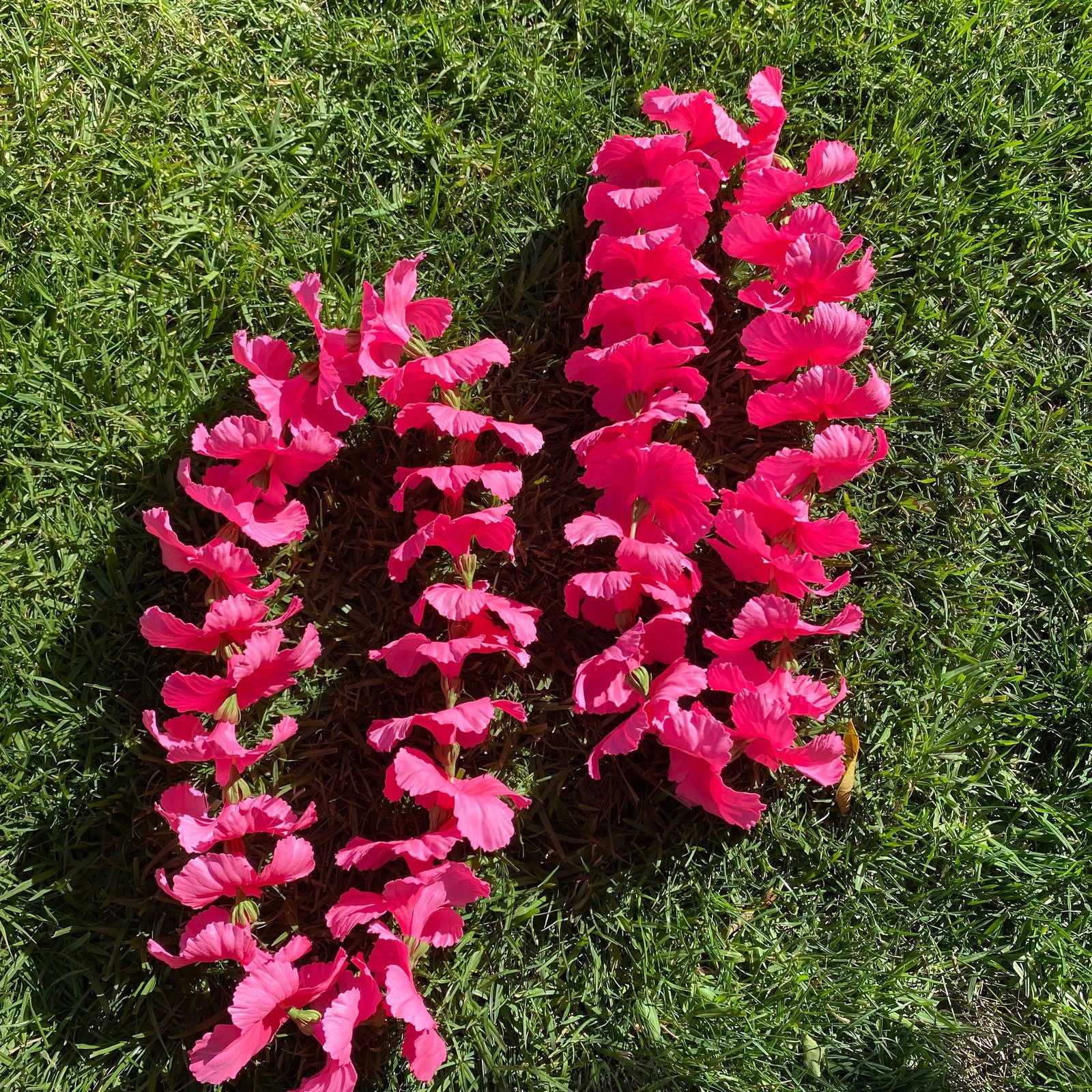 Premium Pink Hibiscus Lei 30cm Hawaiian Luau - Island Aesthetica