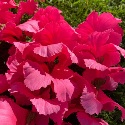 Premium Pink Hibiscus Lei 30cm Hawaiian Luau - Island Aesthetica