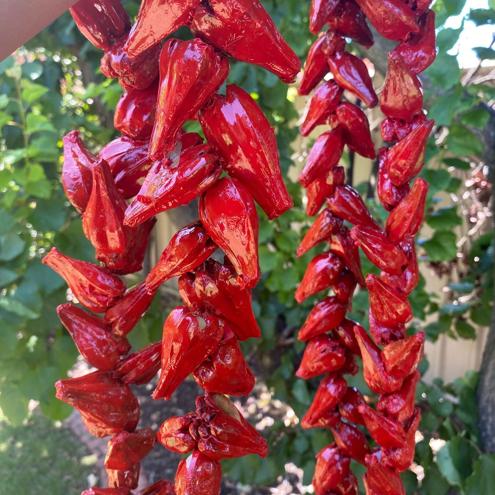 Ula Fala Mens Handmade Natural Seed Traditional Lei Samoan Tongan Chief Necklace - Island Aesthetica