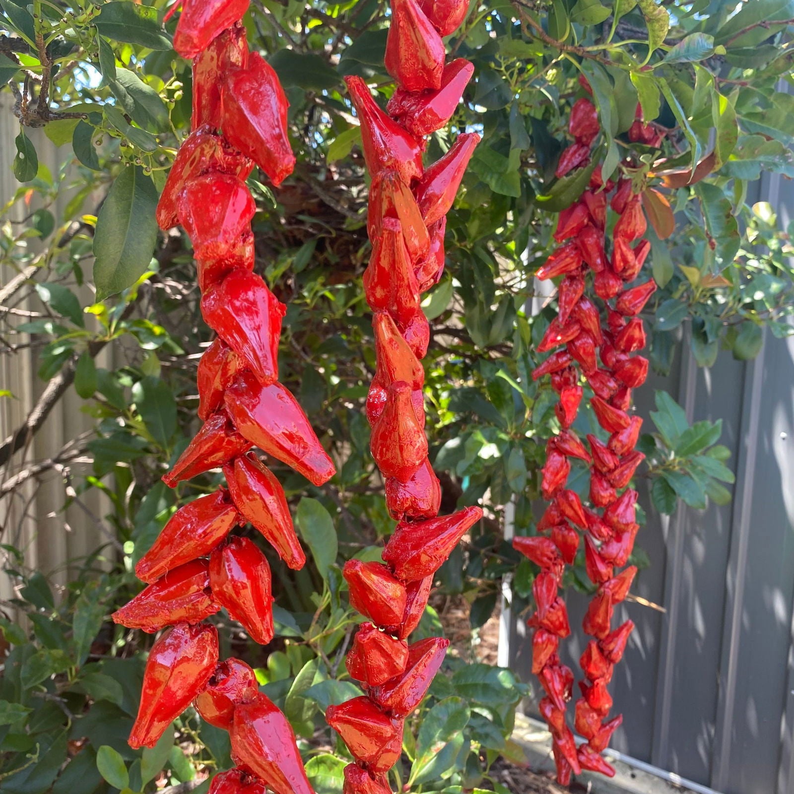 Ula Fala Mens Handmade Natural Seed Traditional Lei Samoan Tongan Chief Necklace - Island Aesthetica