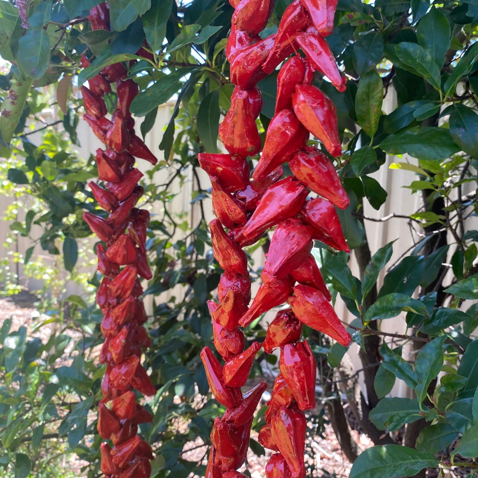 Ula Fala Mens Handmade Natural Seed Traditional Lei Samoan Tongan Chief Necklace - Island Aesthetica