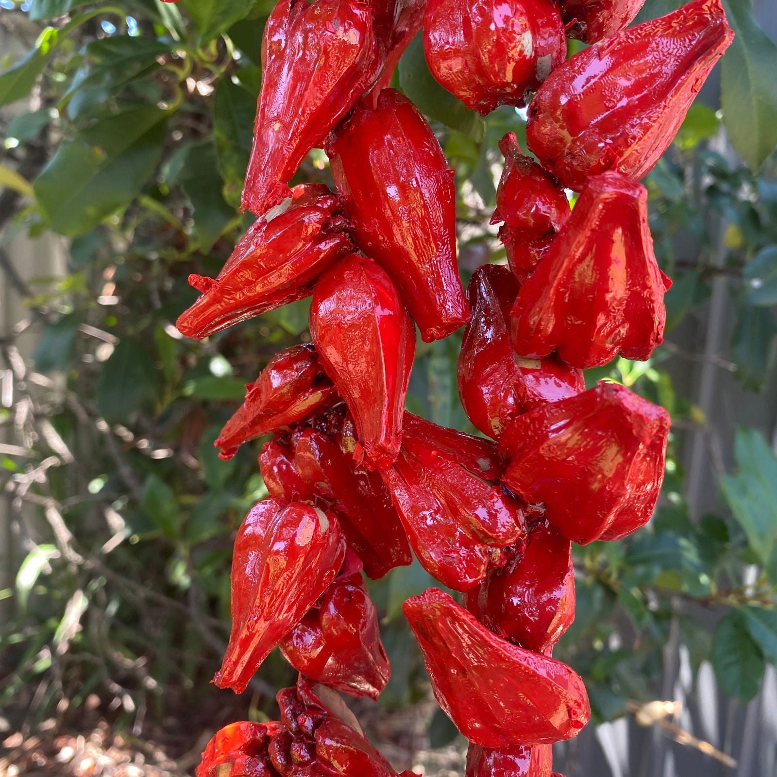 Ula Fala Mens Handmade Natural Seed Traditional Lei Samoan Tongan Chief Necklace - Island Aesthetica
