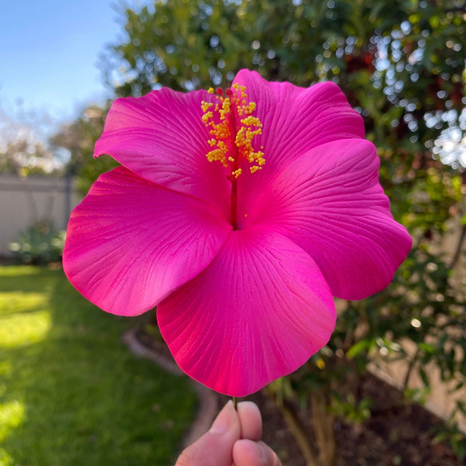 XL Gradient Hibiscus Polynesian Sei Artificial Foam Hair Flowers 11cm - Island Aesthetica