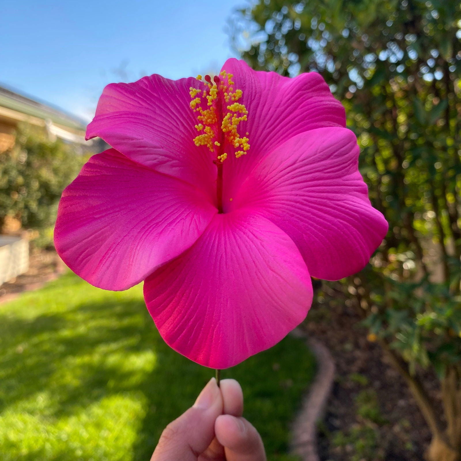 Oriana XL Gradient Hibiscus Polynesian Sei Hair Flowers 11cm
