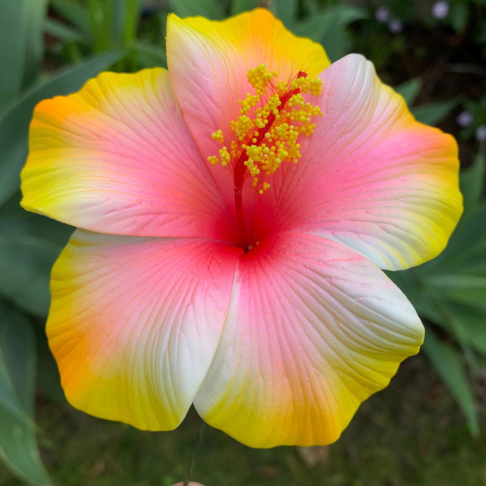 XL Gradient Hibiscus Polynesian Sei Artificial Foam Hair Flowers 11cm - Island Aesthetica