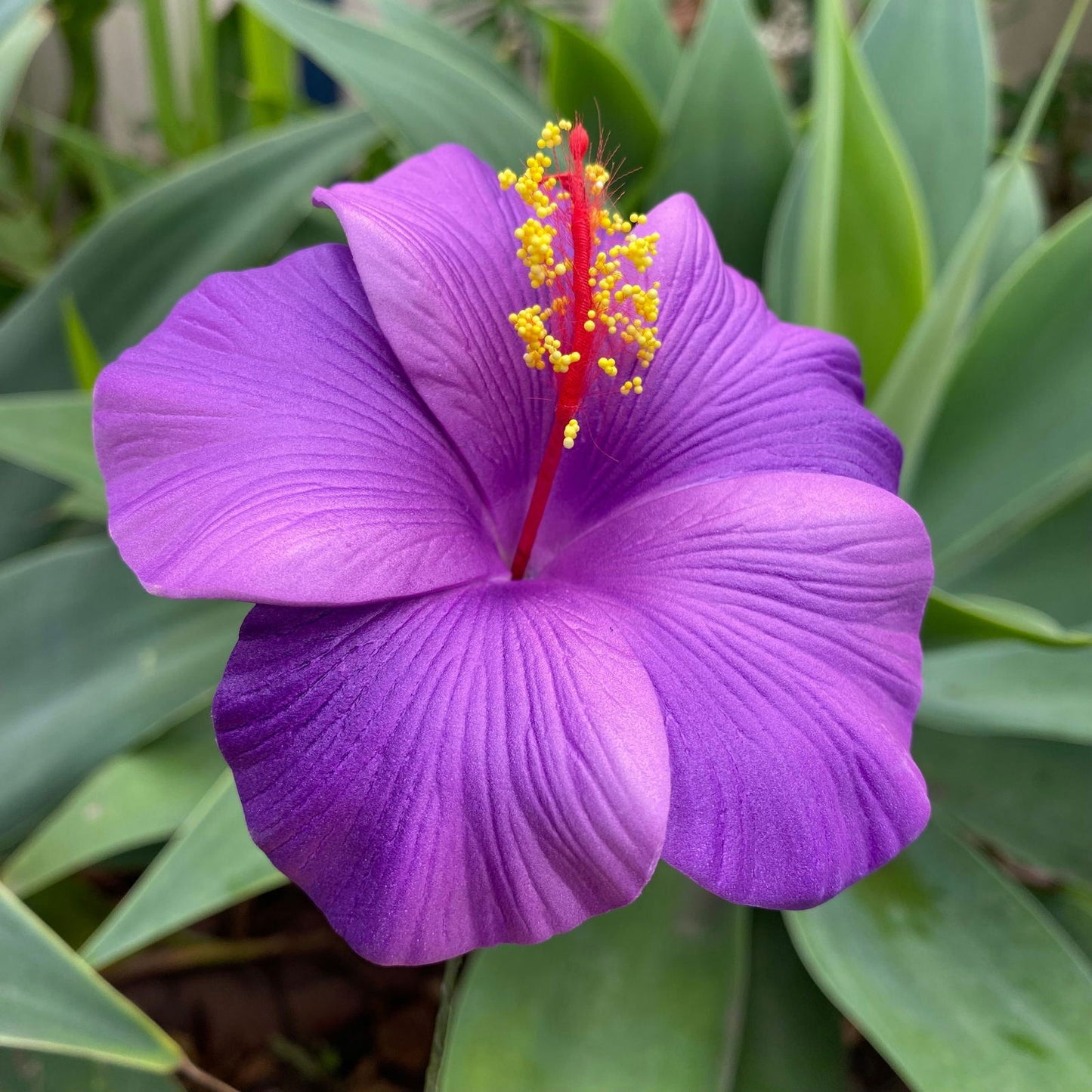 XL Gradient Hibiscus Polynesian Sei Artificial Foam Hair Flowers 11cm - Island Aesthetica