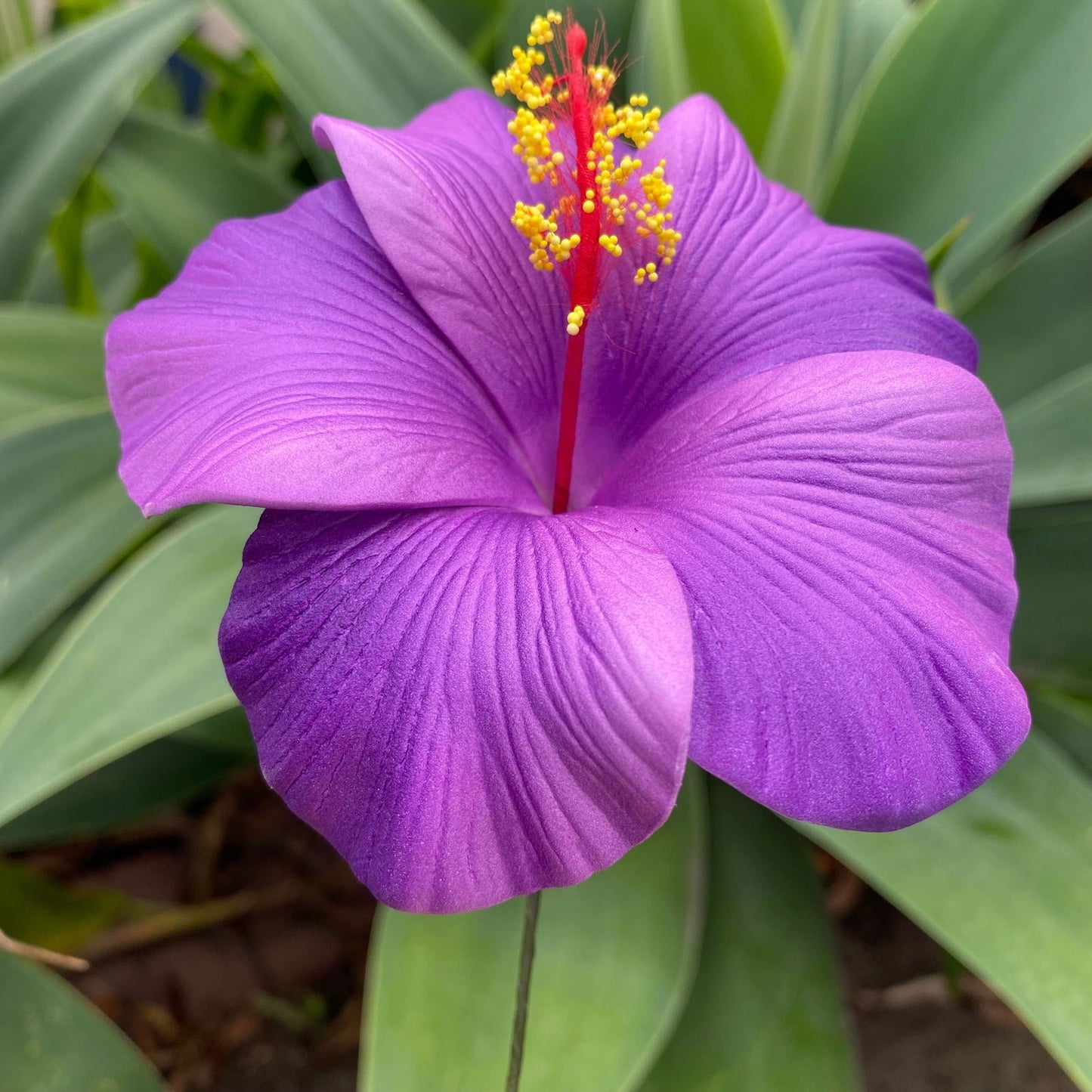 XL Gradient Hibiscus Polynesian Sei Artificial Foam Hair Flowers 11cm - Island Aesthetica