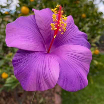 XL Gradient Hibiscus Polynesian Sei Artificial Foam Hair Flowers 11cm - Island Aesthetica