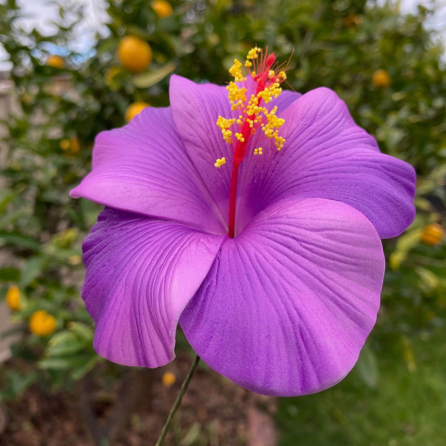 XL Gradient Hibiscus Polynesian Sei Artificial Foam Hair Flowers 11cm - Island Aesthetica