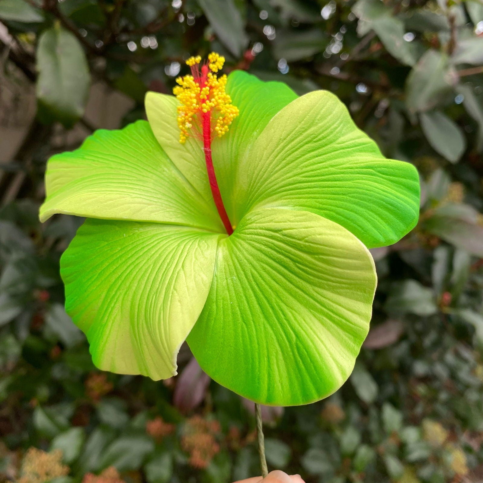 XL Gradient Hibiscus Polynesian Sei Artificial Foam Hair Flowers 11cm - Island Aesthetica