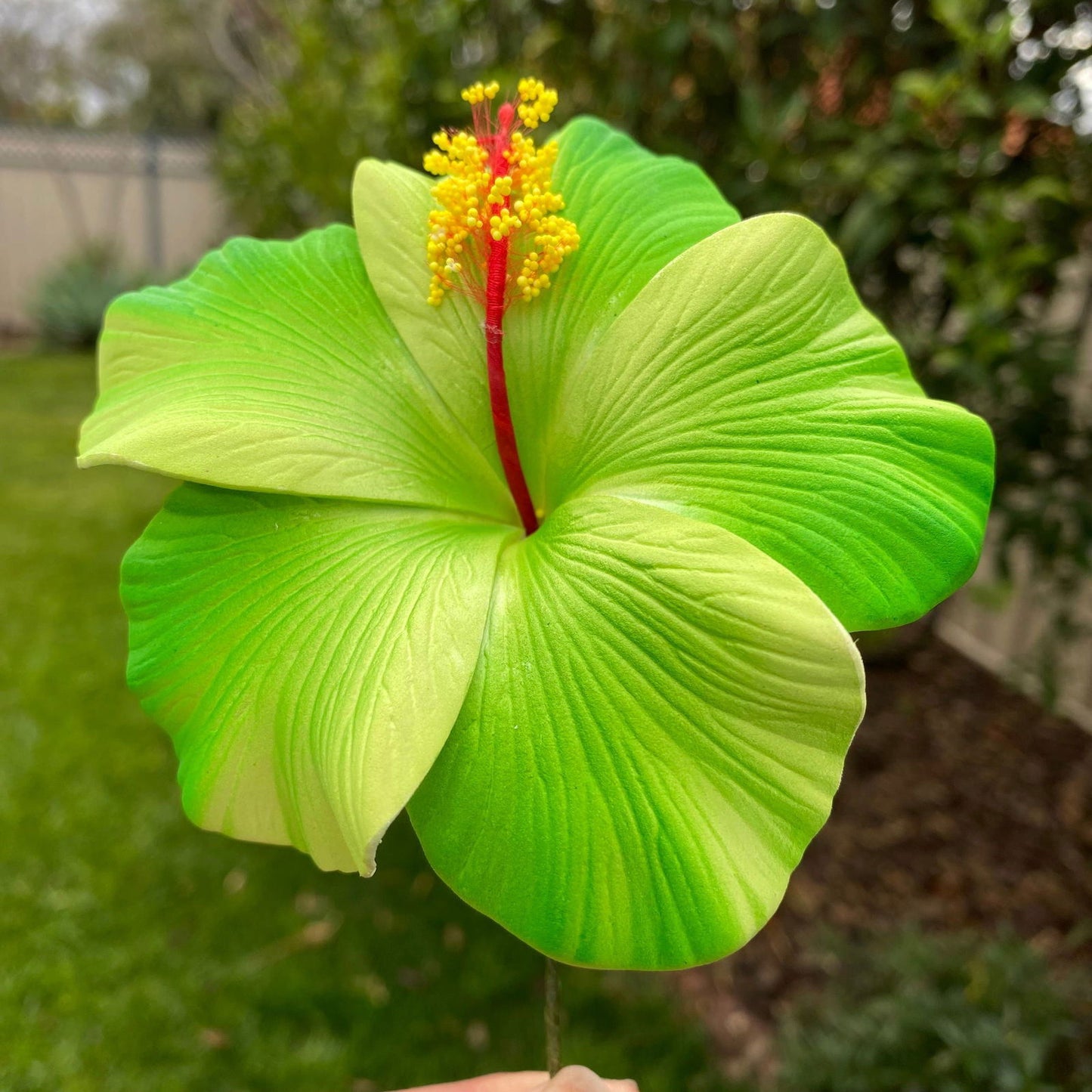 XL Gradient Hibiscus Polynesian Sei Artificial Foam Hair Flowers 11cm - Island Aesthetica