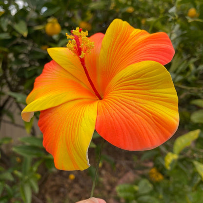 XL Gradient Hibiscus Polynesian Sei Artificial Foam Hair Flowers 11cm - Island Aesthetica