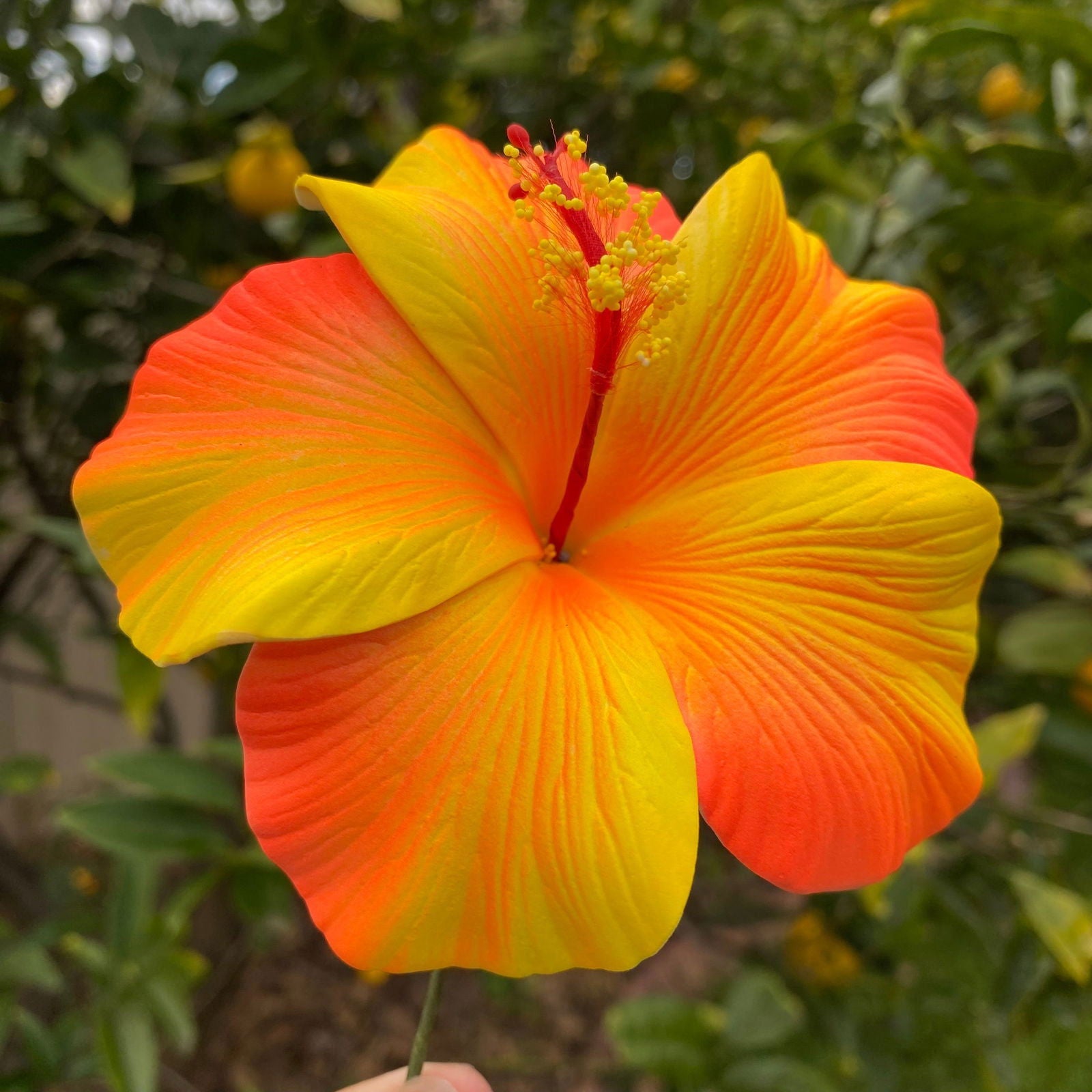 XL Gradient Hibiscus Polynesian Sei Artificial Foam Hair Flowers 11cm - Island Aesthetica