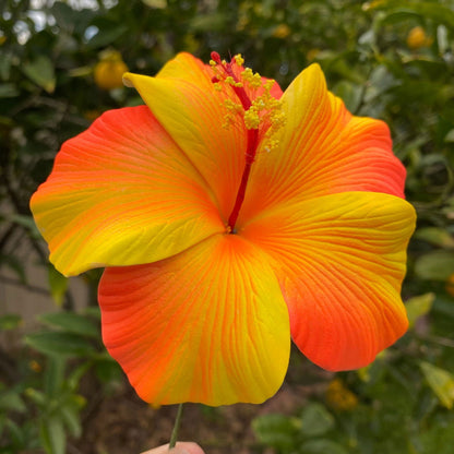 XL Gradient Hibiscus Polynesian Sei Artificial Foam Hair Flowers 11cm - Island Aesthetica