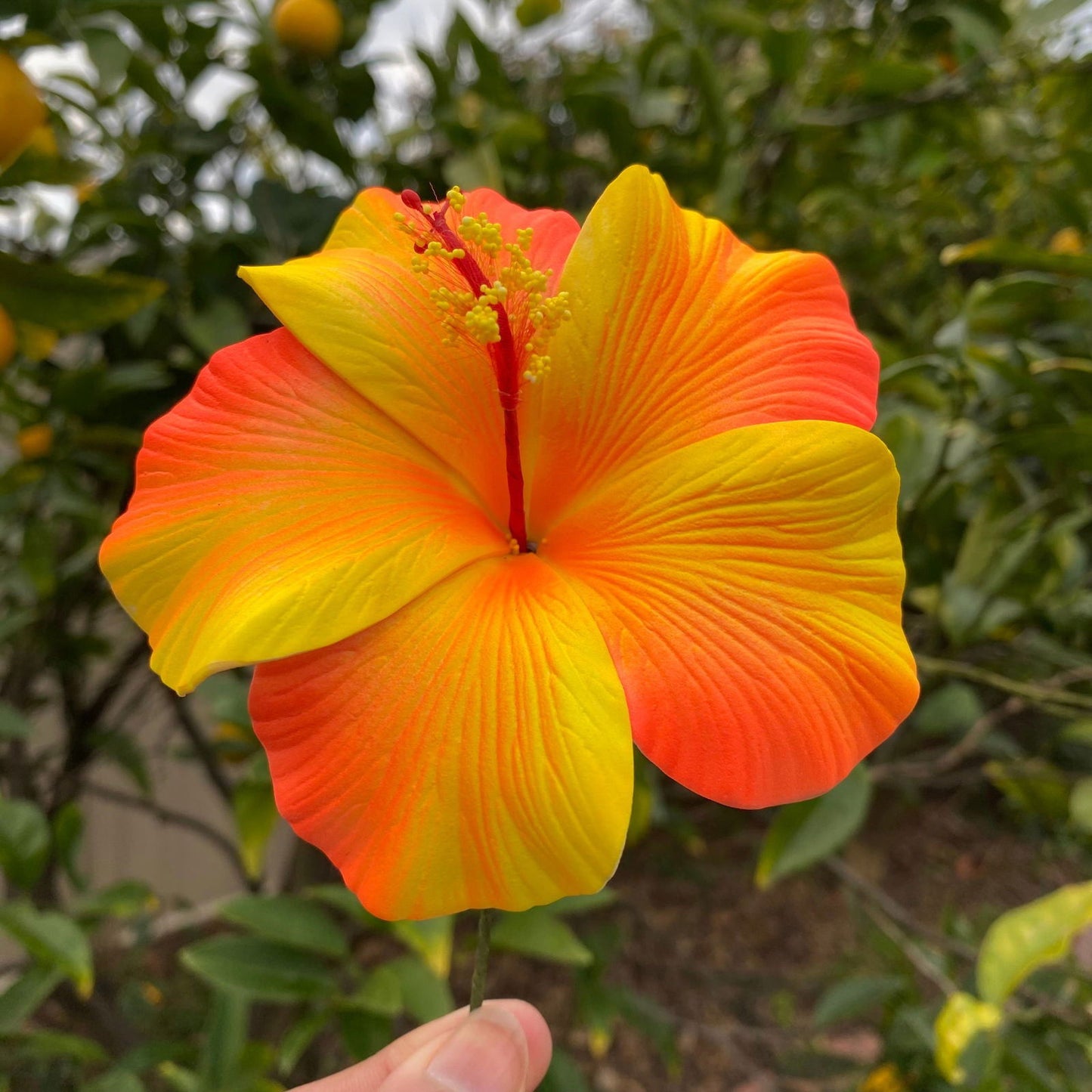 XL Gradient Hibiscus Polynesian Sei Artificial Foam Hair Flowers 11cm - Island Aesthetica