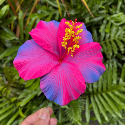 XL Gradient Hibiscus Polynesian Sei Artificial Foam Hair Flowers 11cm - Island Aesthetica