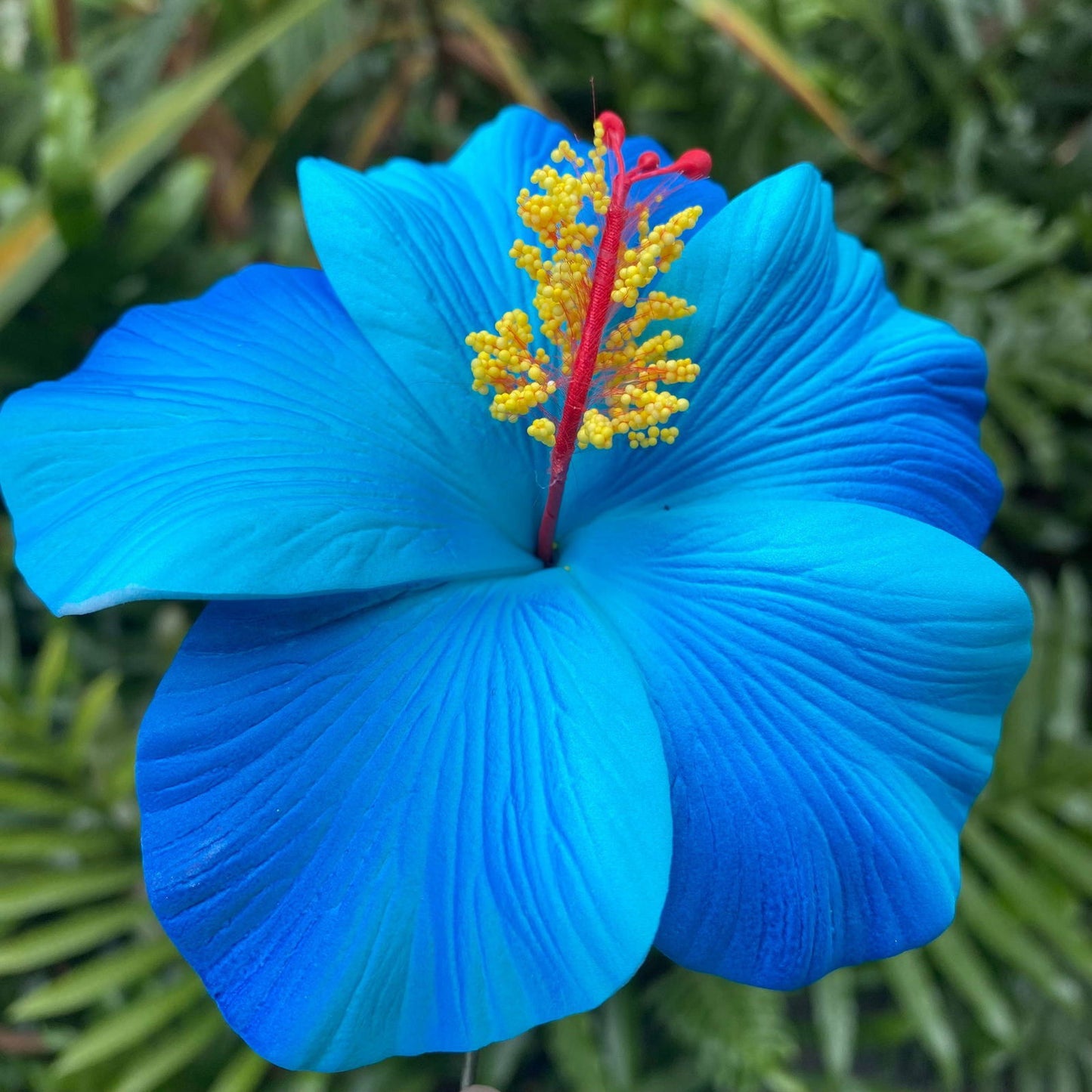 XL Gradient Hibiscus Polynesian Sei Artificial Foam Hair Flowers 11cm - Island Aesthetica