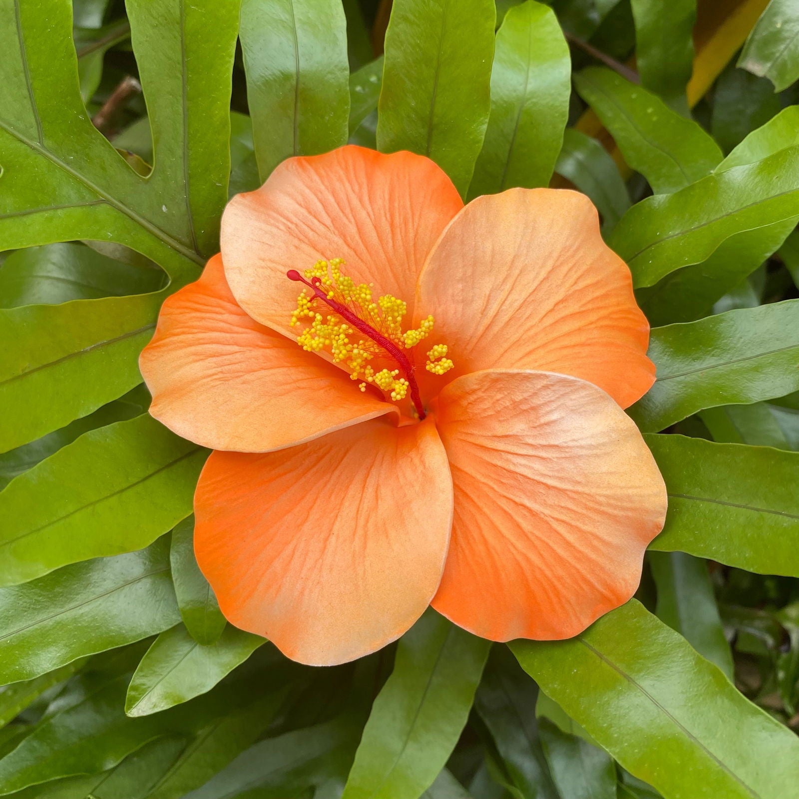 XL Hibiscus Polynesian Sei Artificial Foam Hair Flowers 12.5cm - Island Aesthetica