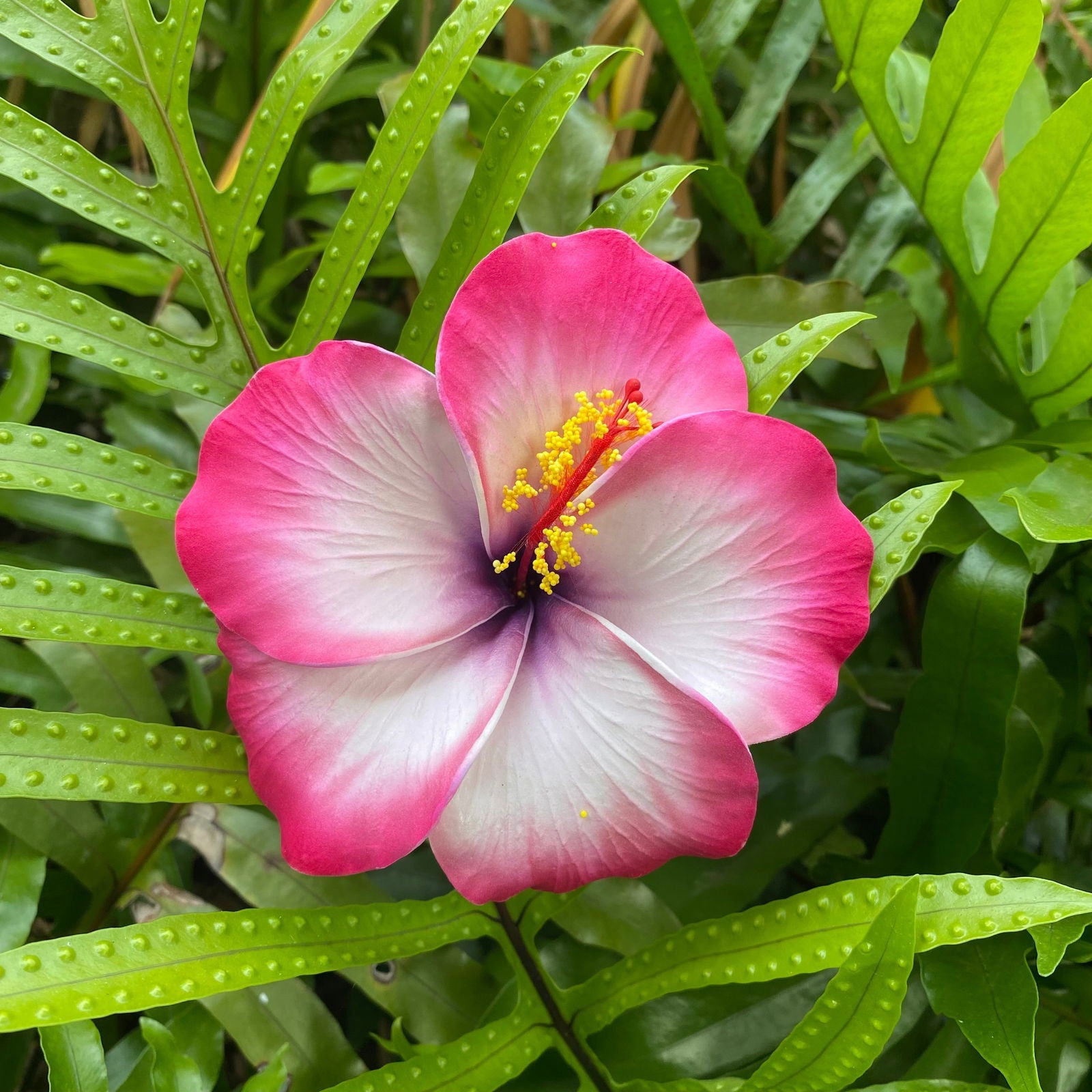 XL Hibiscus Polynesian Sei Artificial Foam Hair Flowers 12.5cm - Island Aesthetica