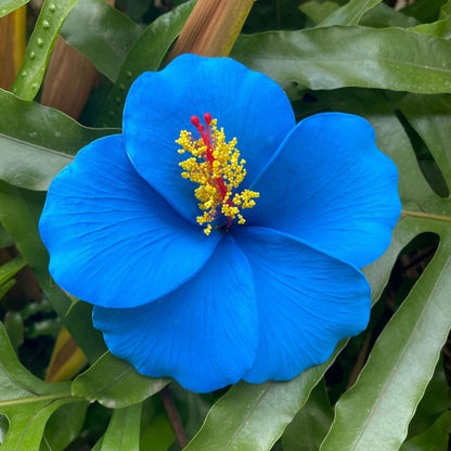 XL Hibiscus Polynesian Sei Artificial Foam Hair Flowers 12.5cm - Island Aesthetica