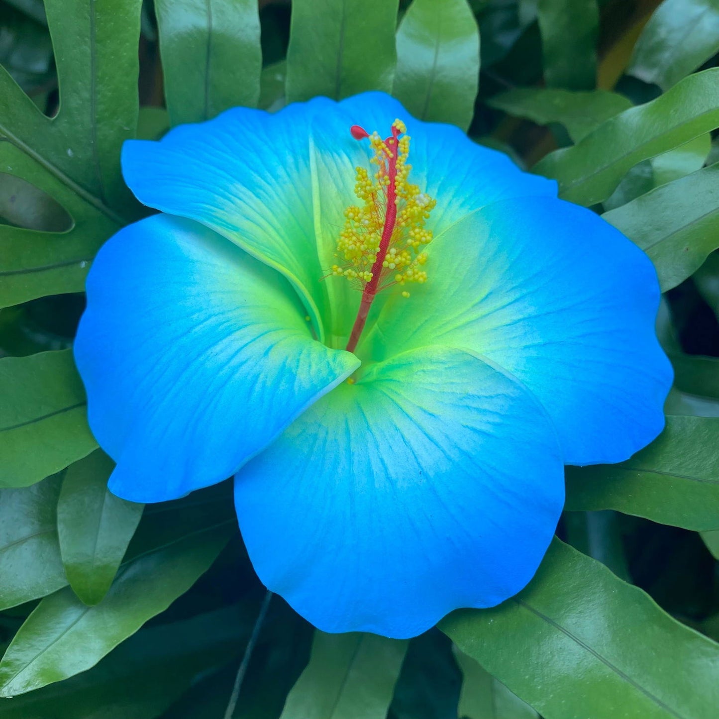 XL Hibiscus Polynesian Sei Artificial Foam Hair Flowers 12.5cm - Island Aesthetica