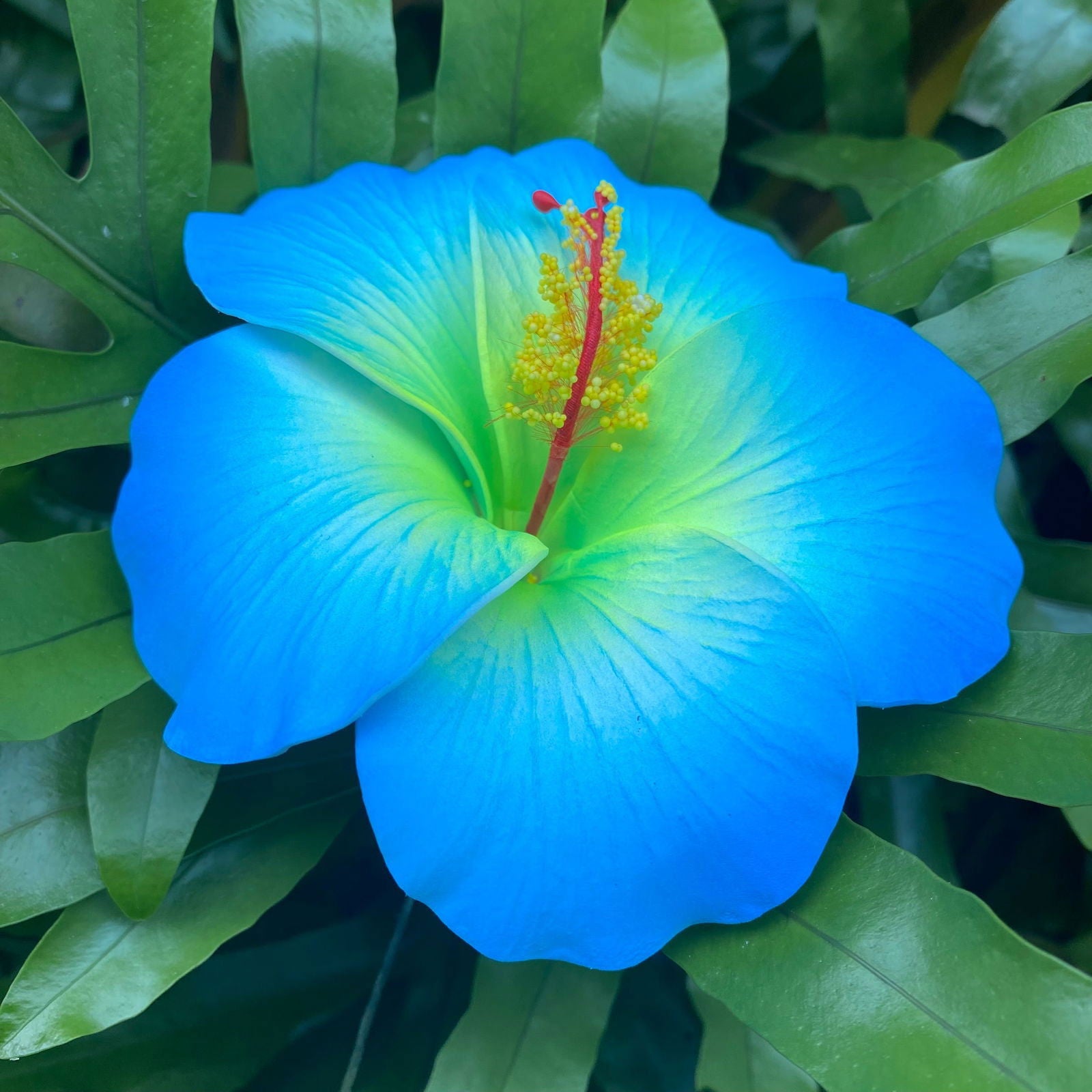 XL Hibiscus Polynesian Sei Artificial Foam Hair Flowers 12.5cm - Island Aesthetica