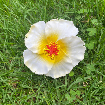 XL Hibiscus Polynesian Sei Flowers 12cm - Island Aesthetica