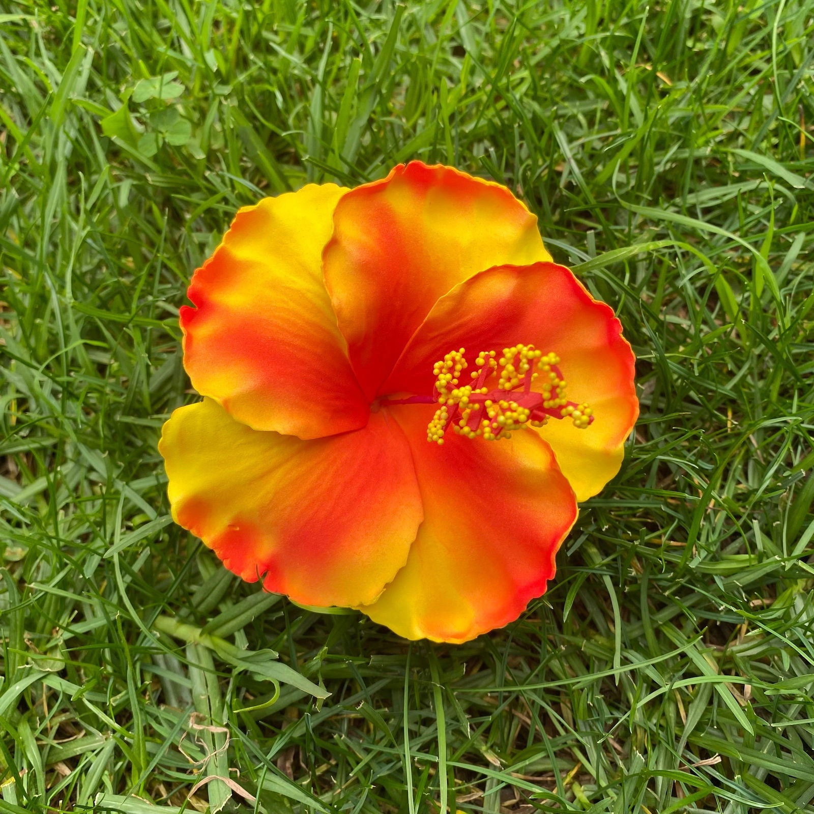 XL Hibiscus Polynesian Sei Flowers 12cm - Island Aesthetica