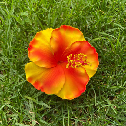 XL Hibiscus Polynesian Sei Flowers 12cm - Island Aesthetica