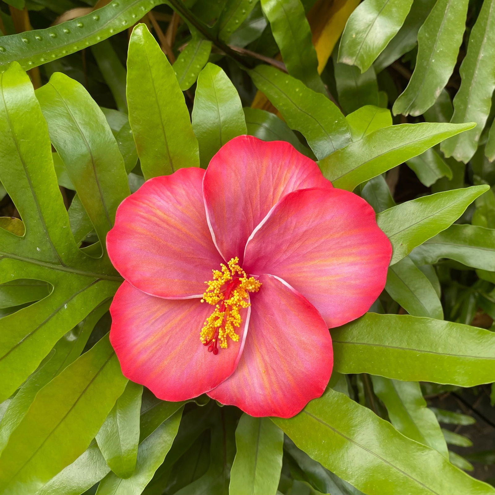 XL Stripe Hibiscus Polynesian Sei Artificial Foam Hair Flowers 12.5cm - Island Aesthetica