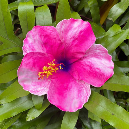 XXL Hand-painted Hibiscus Polynesian Sei Artificial Foam Hair Flowers 13cm - Island Aesthetica